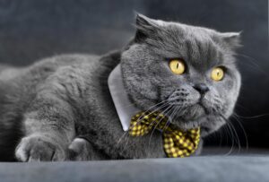 Kitty Bowtie Collar