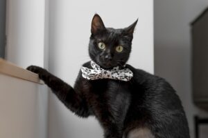 Starry Bow White Satin Cat Collar