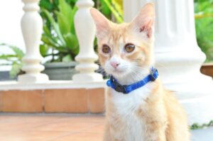 Blue Paws Kitten Collar