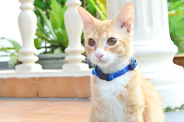 Blue Paws Kitten Collar