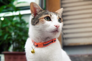 Kitty Clasp Collar: Sporty Style